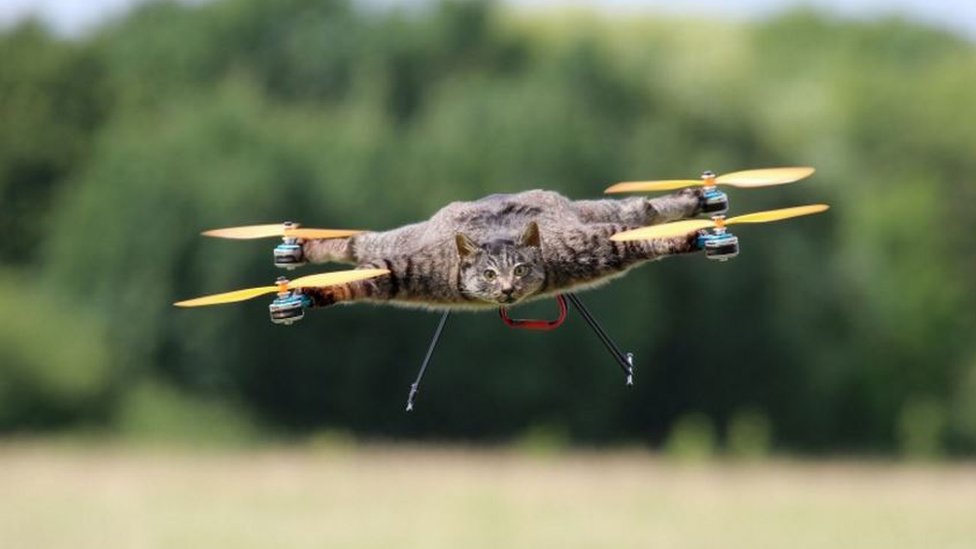 personality Unauthorized artery Cat drone inventor works on flying cows - BBC News