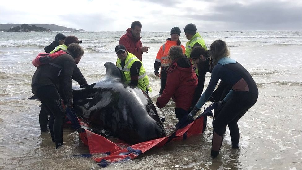 Australia whales: 90 dead in mass stranding off Tasmania - BBC News