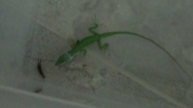 What's Britain's favourite bug? - BBC Newsround