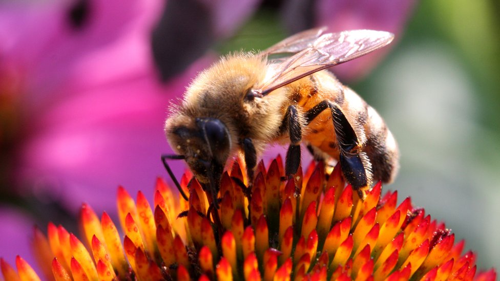 honey bee kingⅡ Council error kills '15,000' honey bees on Anglesey