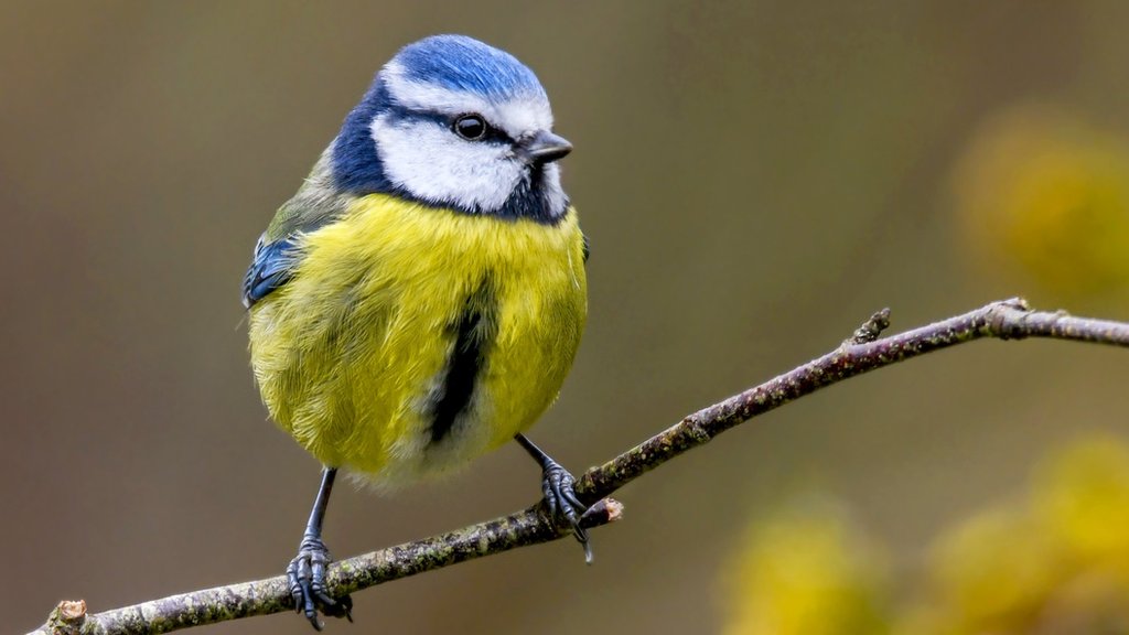 Warmer November brings about 'second spring' - CBBC Newsround