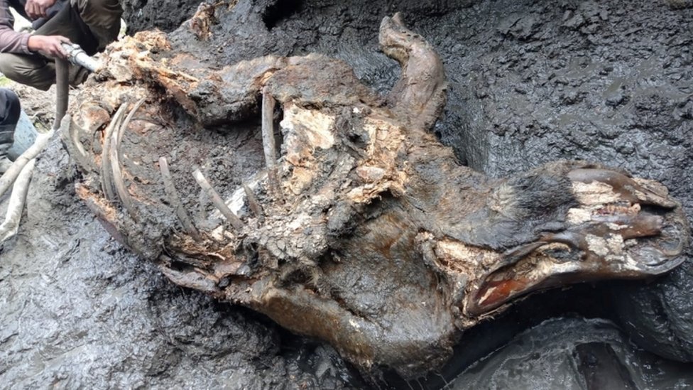 Туша молоди шерстистого носорога, найденная в вечной мерзлоте в августе 2020 года на берегу реки Тирехтях в районе Якутии в Восточной Сибири