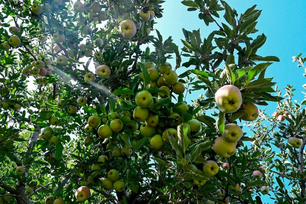 Яблоки готовы к сбору в саду в районе Шопиан на юге Кашмирской долины.