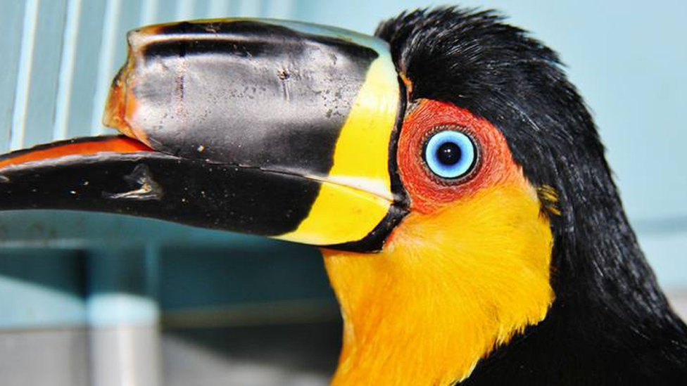 Mutilated Toucan Gets 3d Printed Beak Prosthesis c News