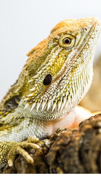 Погона - это род рептилий, состоящий из восьми видов ящериц, которых часто называют бородатыми драконами