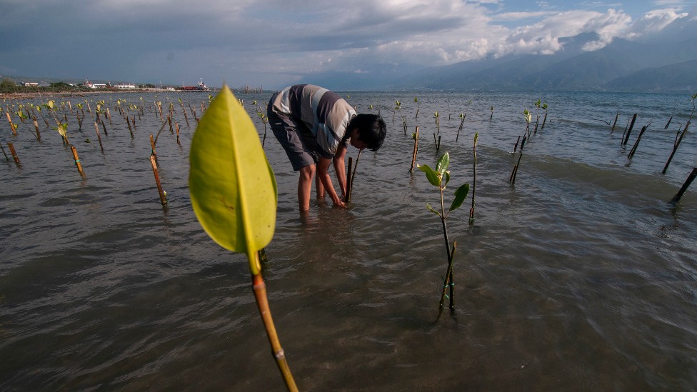 Un hombre planta manglares en la costa en Indonesia