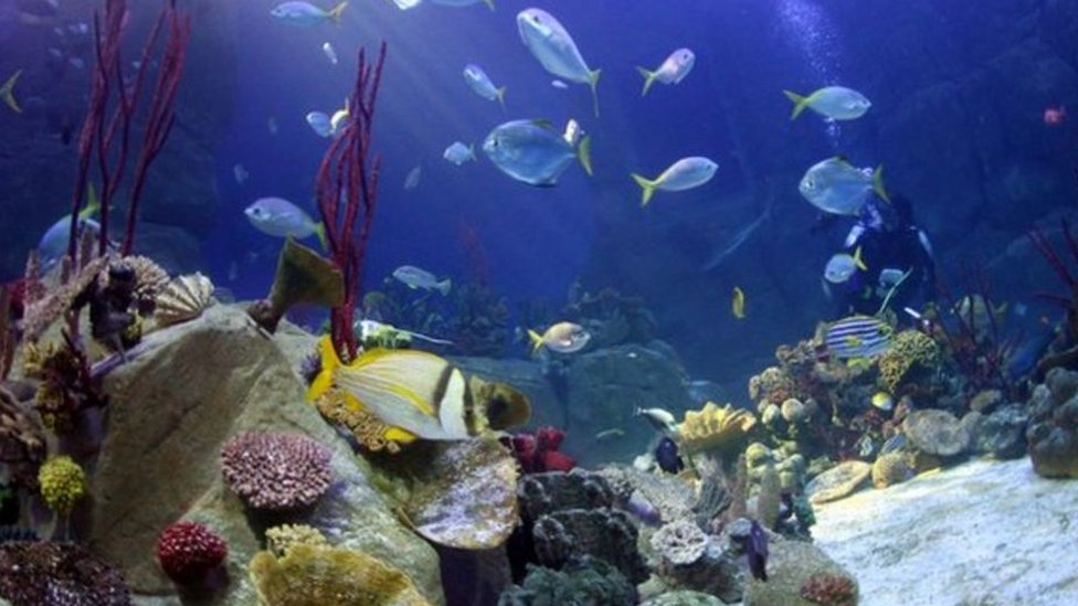 Plymouth's National Marine Aquarium loses £3m in five years - BBC News