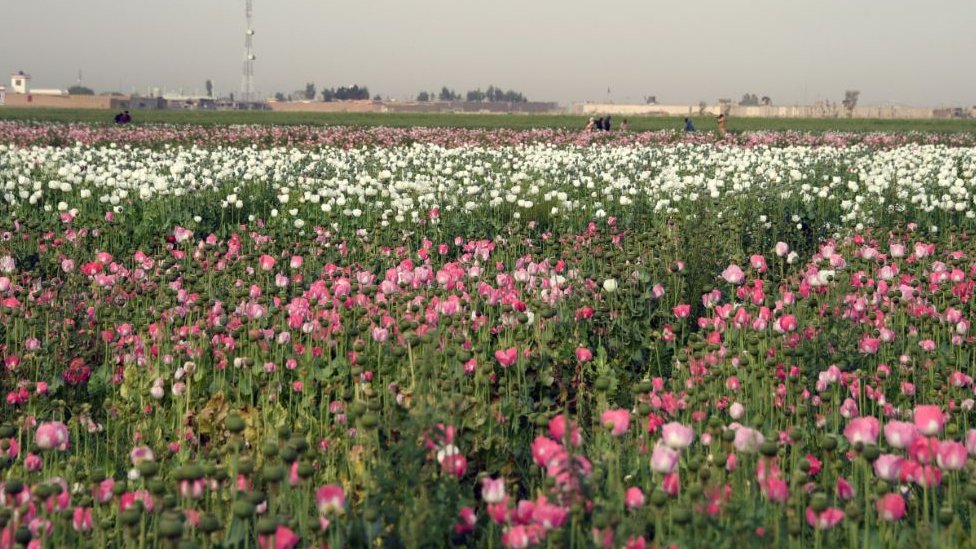 Tanaman ganja di Kandahar, Afghanistan