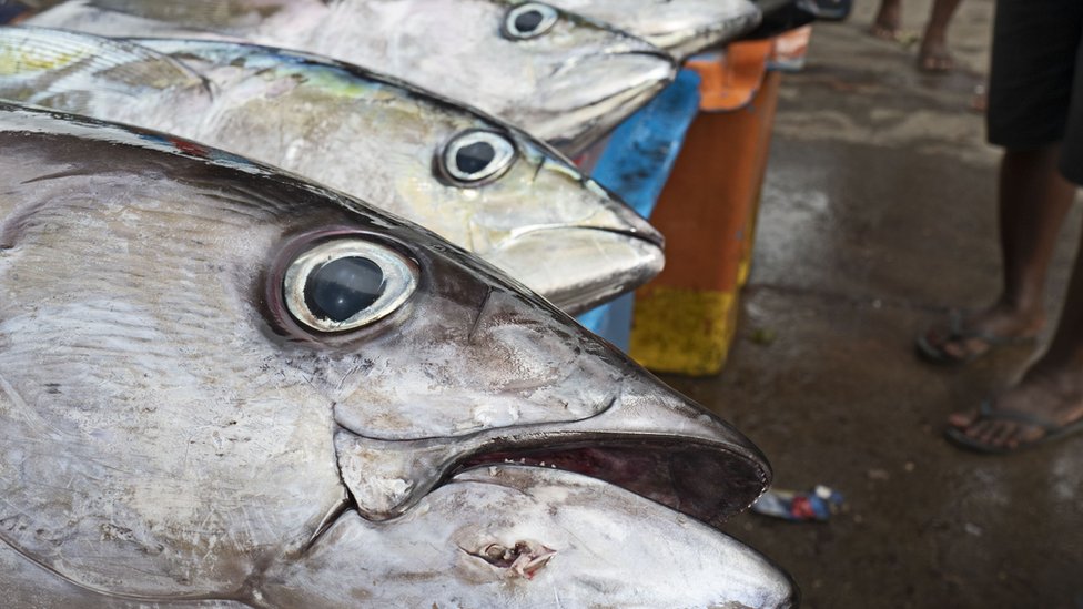 所羅門群島首都霍尼亞拉一處魚市場上擺賣的黃鰭金槍魚（資料圖片）