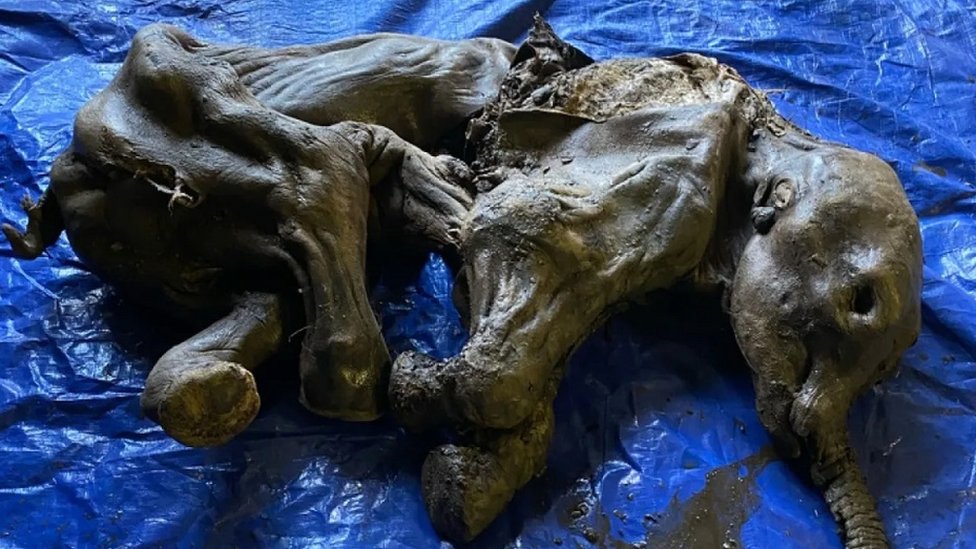 preserved bodies in ice