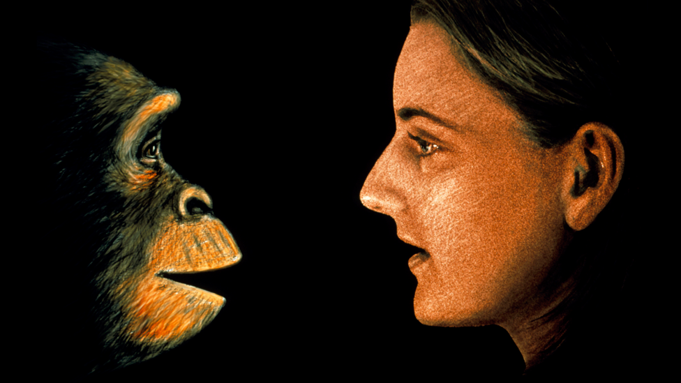 Ilustración de un chimpancé frente a una mujer