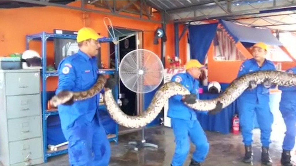 Malaysian python