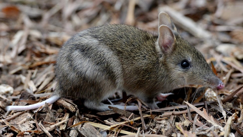 Australian bandicoot brought back from brink of extinction - BBC News