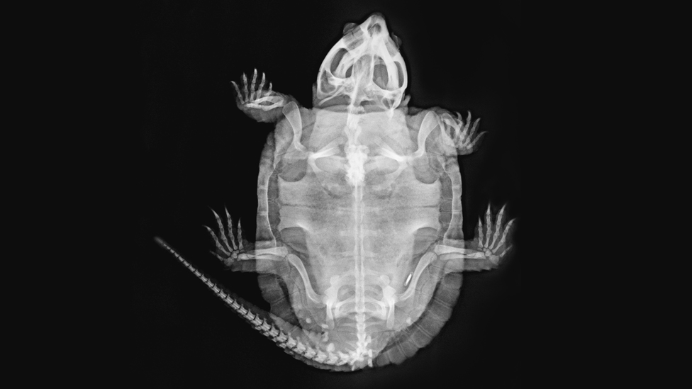 ZSL London Zoo shares animal X-rays - BBC News ZSL London Zoo shares animal X-rays - BBC News