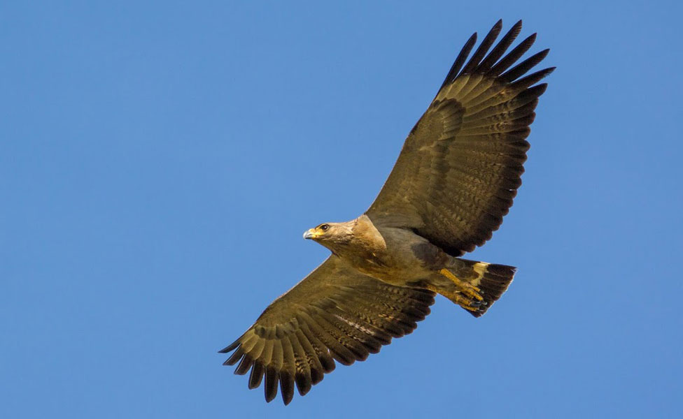 Águila del Chaco volando