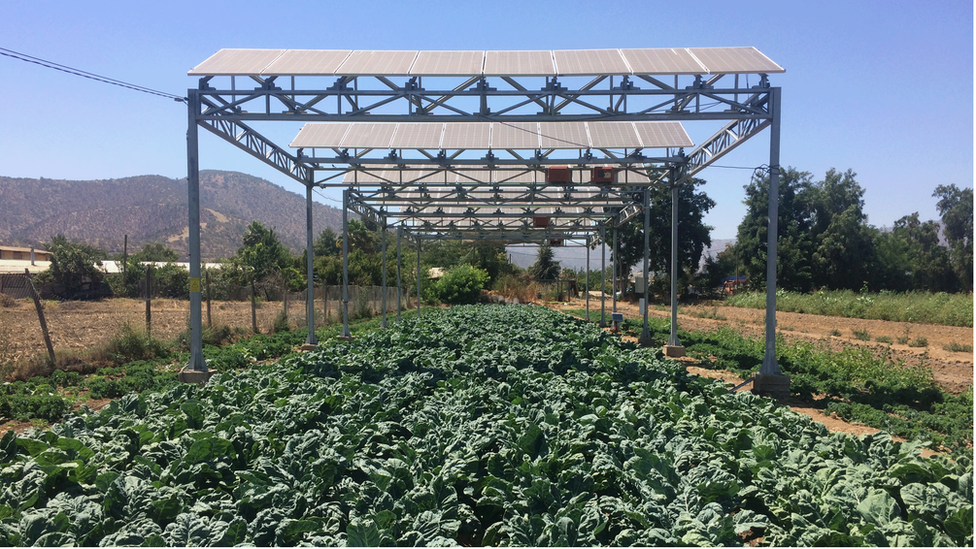 Elevated solar panels with cauliflower plants growing underneath in an agricultural field in Chile with mountains in the background
