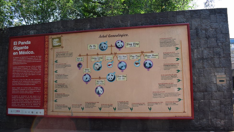Un muro en el zoológico explica la relación familiar entre los pandas de México.