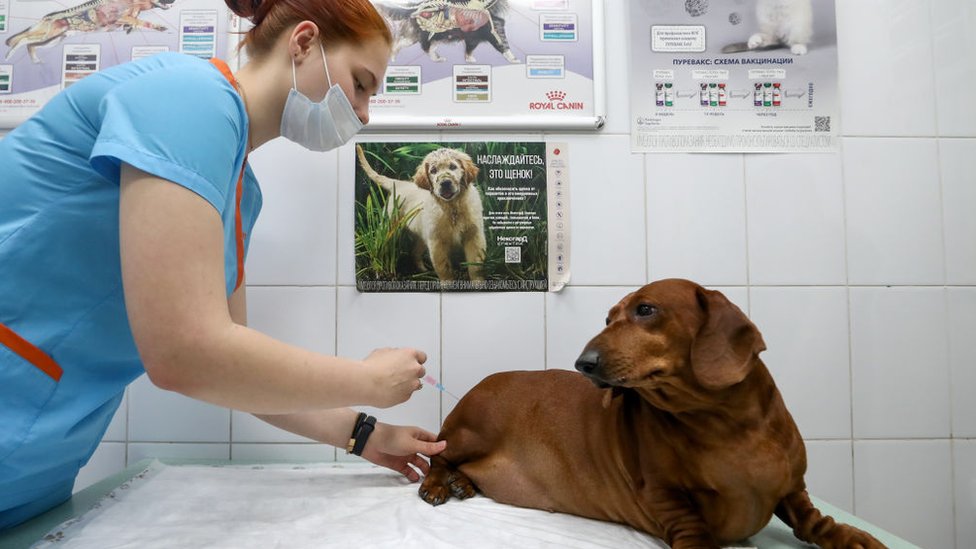 تطعيم كلب في مدينة موسكو