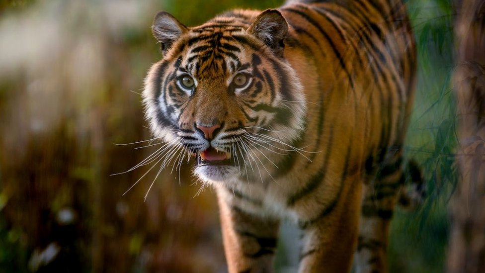 Суматранский тигр (c) Зоопарк Честера