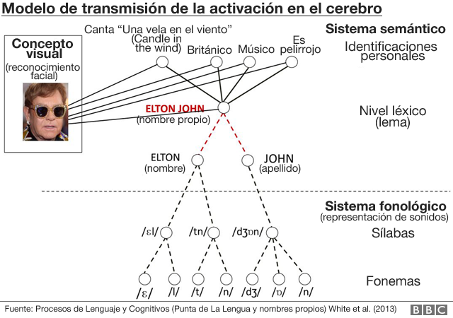 Modelo de transmisión de la activación en el cerebro.