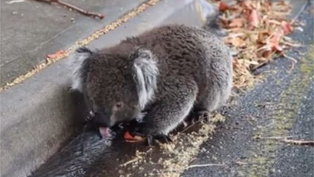 A koala drinks from a gutter in Adelaide