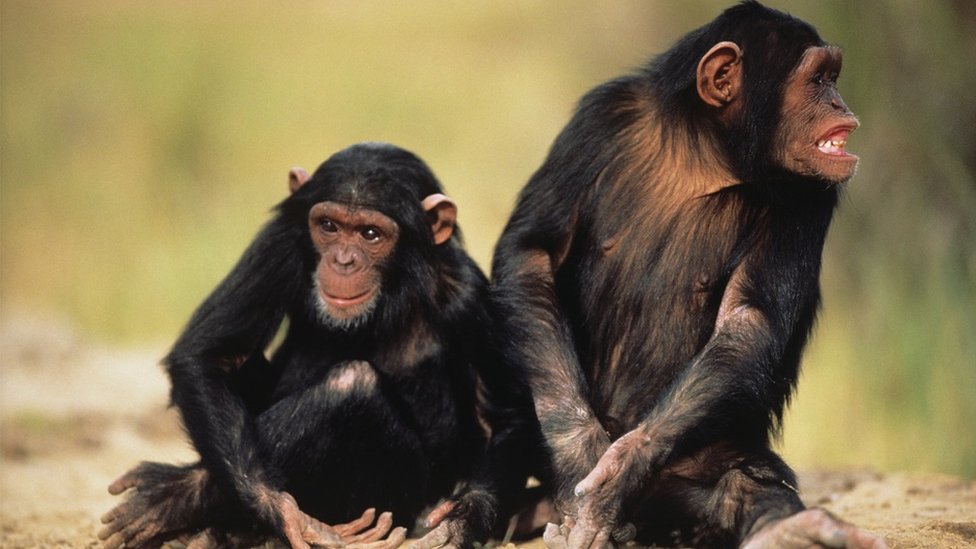 Dve šimpanze, sede jedna pored druge