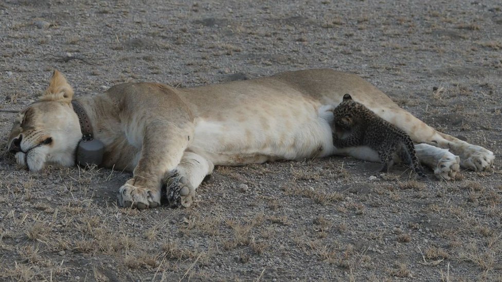 Львица ложится с закрытыми глазами, пока детеныш леопарда кормит