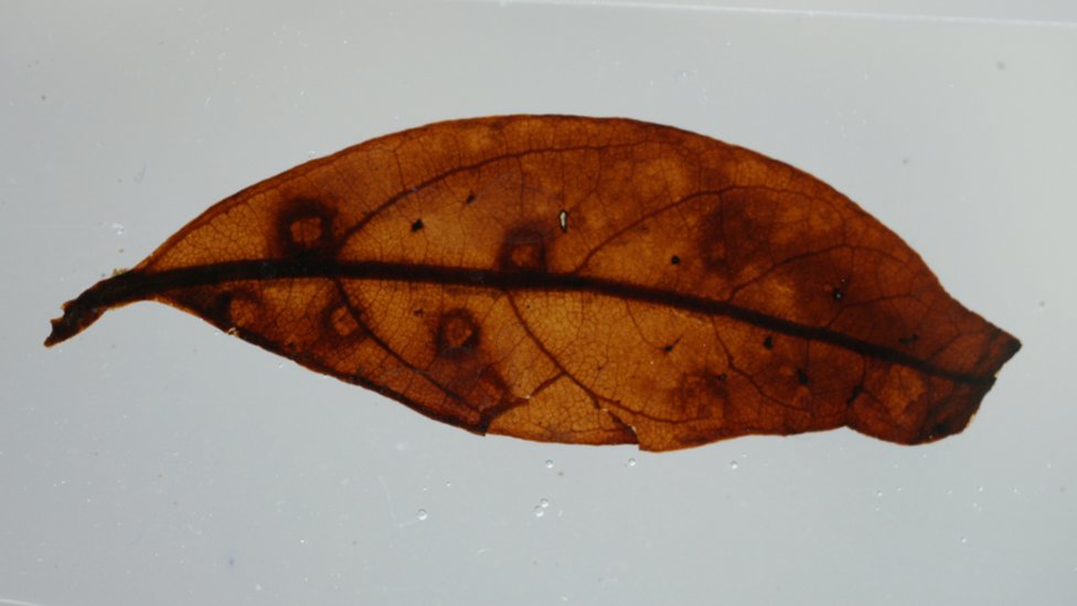 Leaf under high magnification