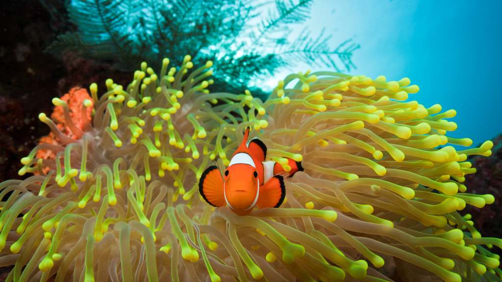 Coral reef: Scientists record fish noises to show reef recovery - CBBC ...