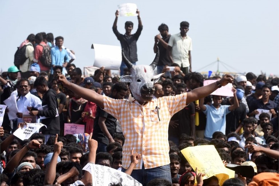 Индийские студенты выкрикивают лозунги и держат плакаты во время демонстрации против запрета ритуала приручения быков Джалликатту и призывают к запрету организации по защите прав животных PETA, на пляже Марина в Ченнаи 19 января 2017 года.