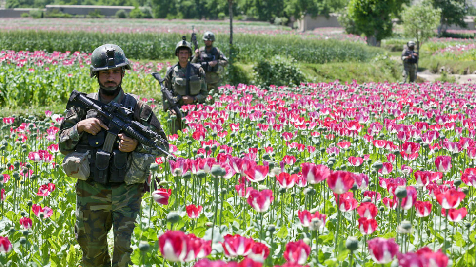 Rise of narcotic culture and economy: the expansion of opium cultivation in Afghanistan under Taliban