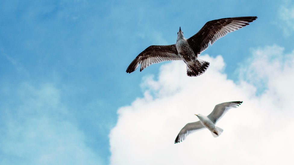 Las aves necesitan un esqueleto fuerte pero liviano para poder soportar los rigores del vuelo. Aves