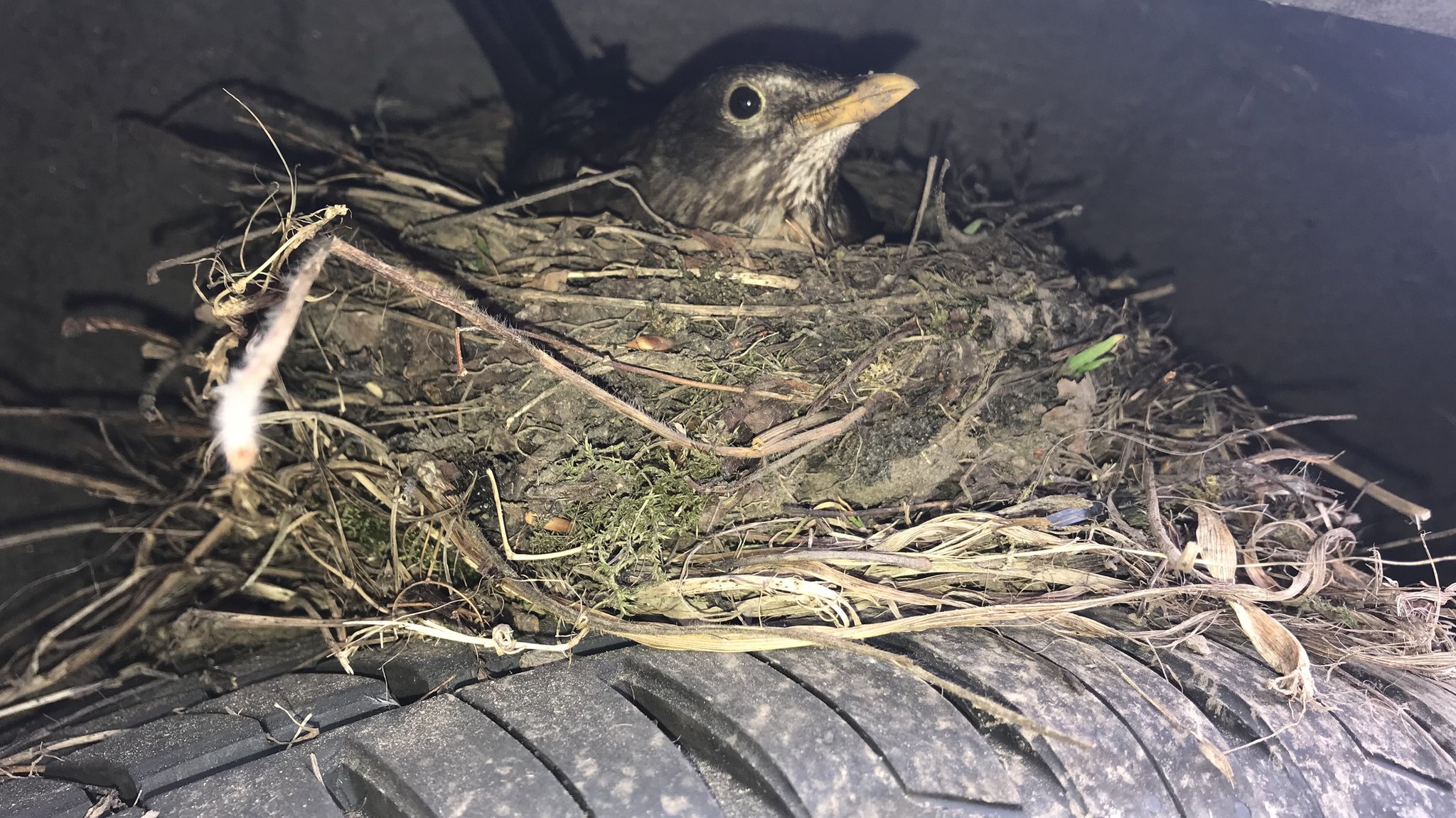 Blackbird nest 2024