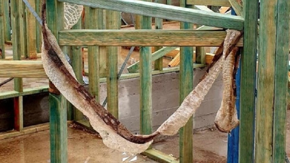 «Только что пролившаяся» кожа змеи, которая была найдена висящей на деревянных досках на строительной площадке в Сиднее