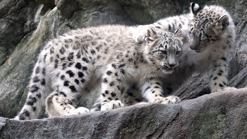 Rare snow leopard cubs debut at Bronx Zoo Rare snow leopard cubs debut at Bronx Zoo