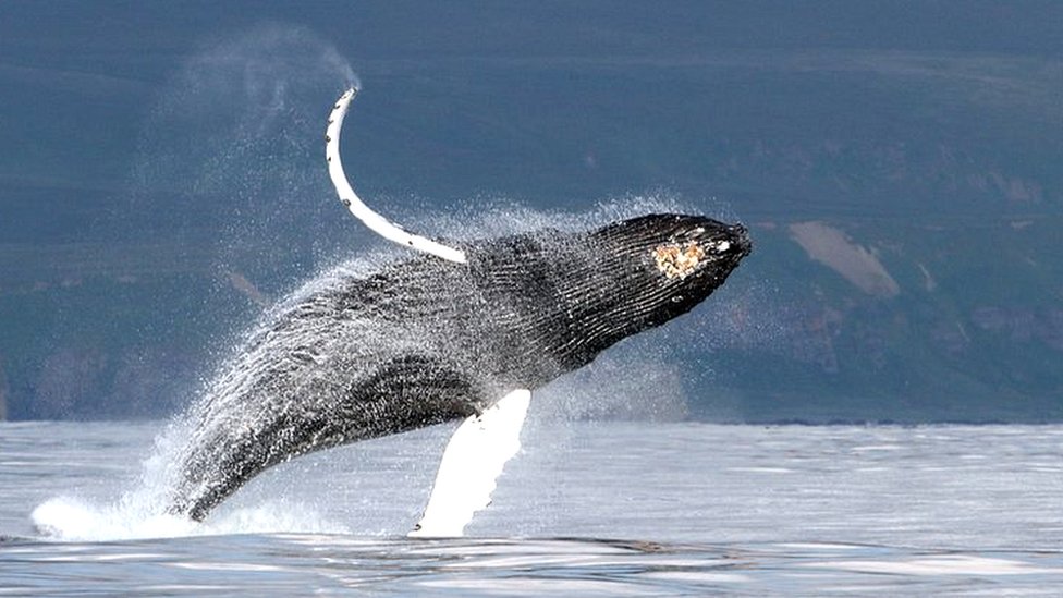 Whale song mystery solved by scientists
