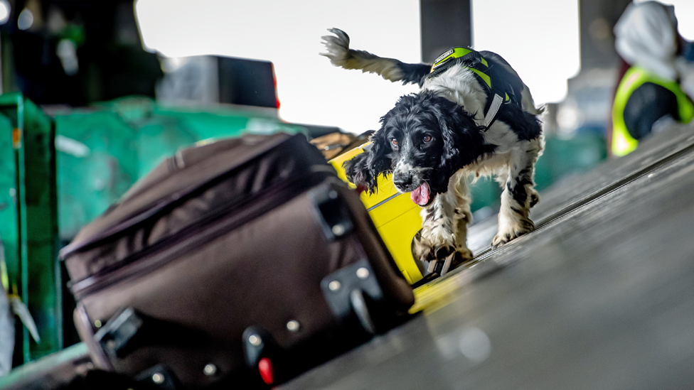 Спрингер-спаниель на конвейерной ленте в международном аэропорту Джомо Кеньятта обнюхивает багаж - Найроби, Кения