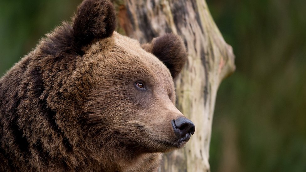 Norway: Hikers asked to collect bear droppings - BBC News