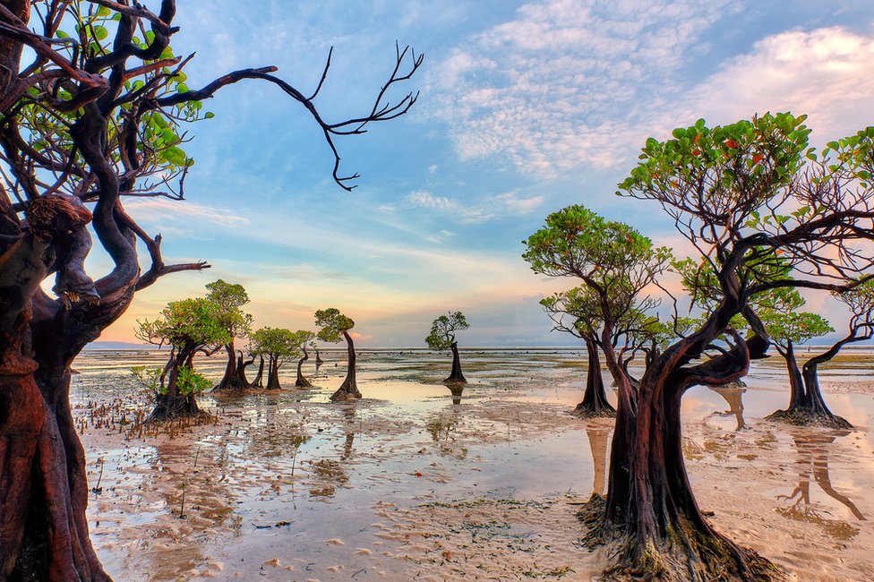 A landscape shot of mangrove trees at jaunty angles looking as though they are dancing