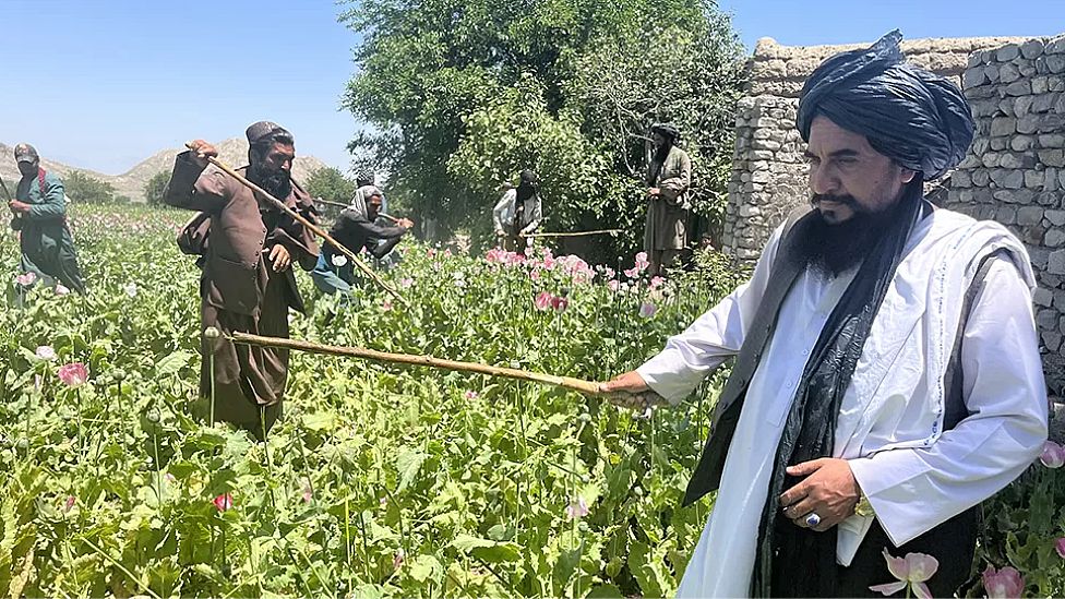 Toor Khan destuyendo un campo de amapolas de opio junto a otros talibanes.