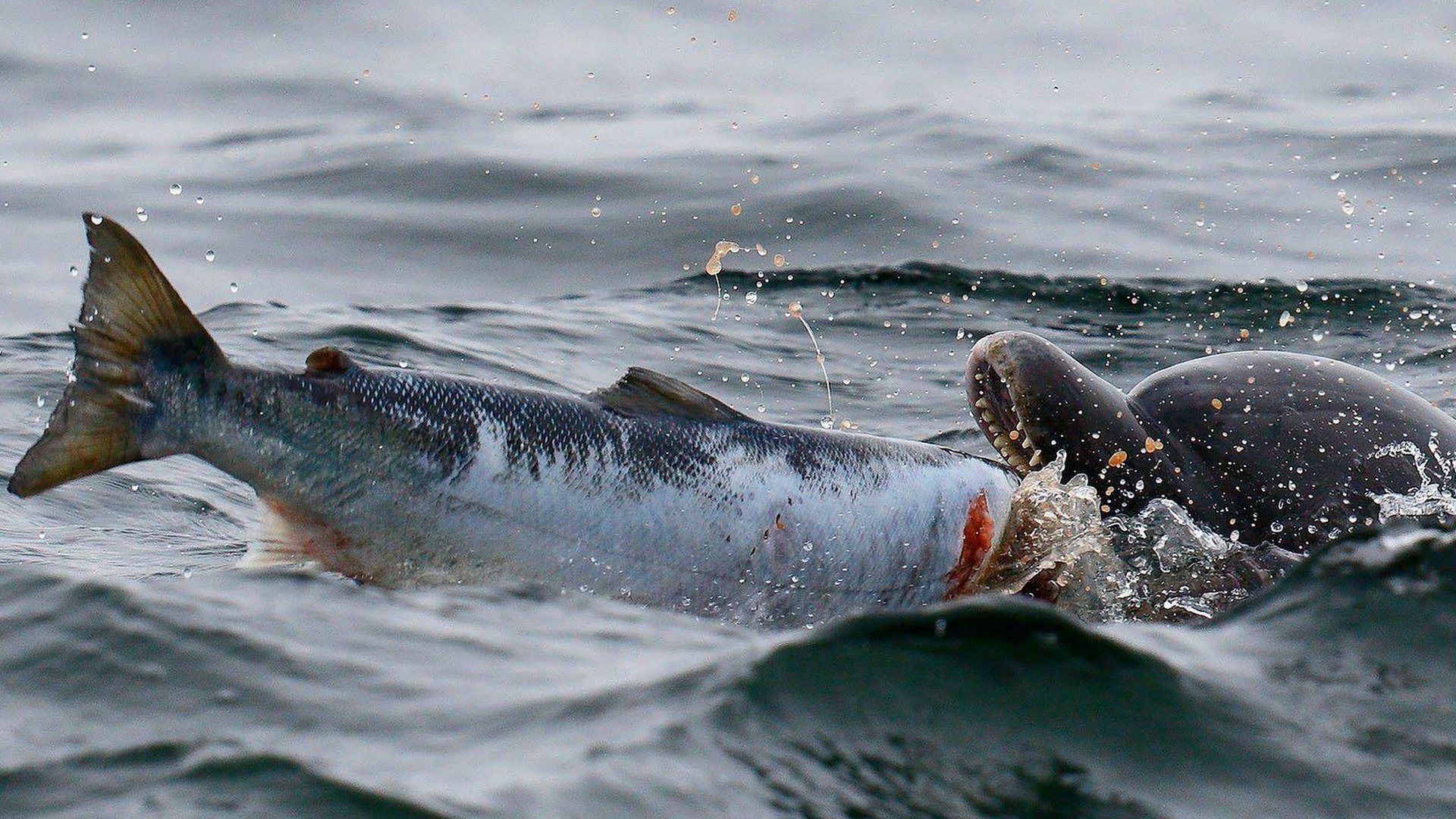 Dolphins pictured hunting salmon in the Moray Firth BBC News