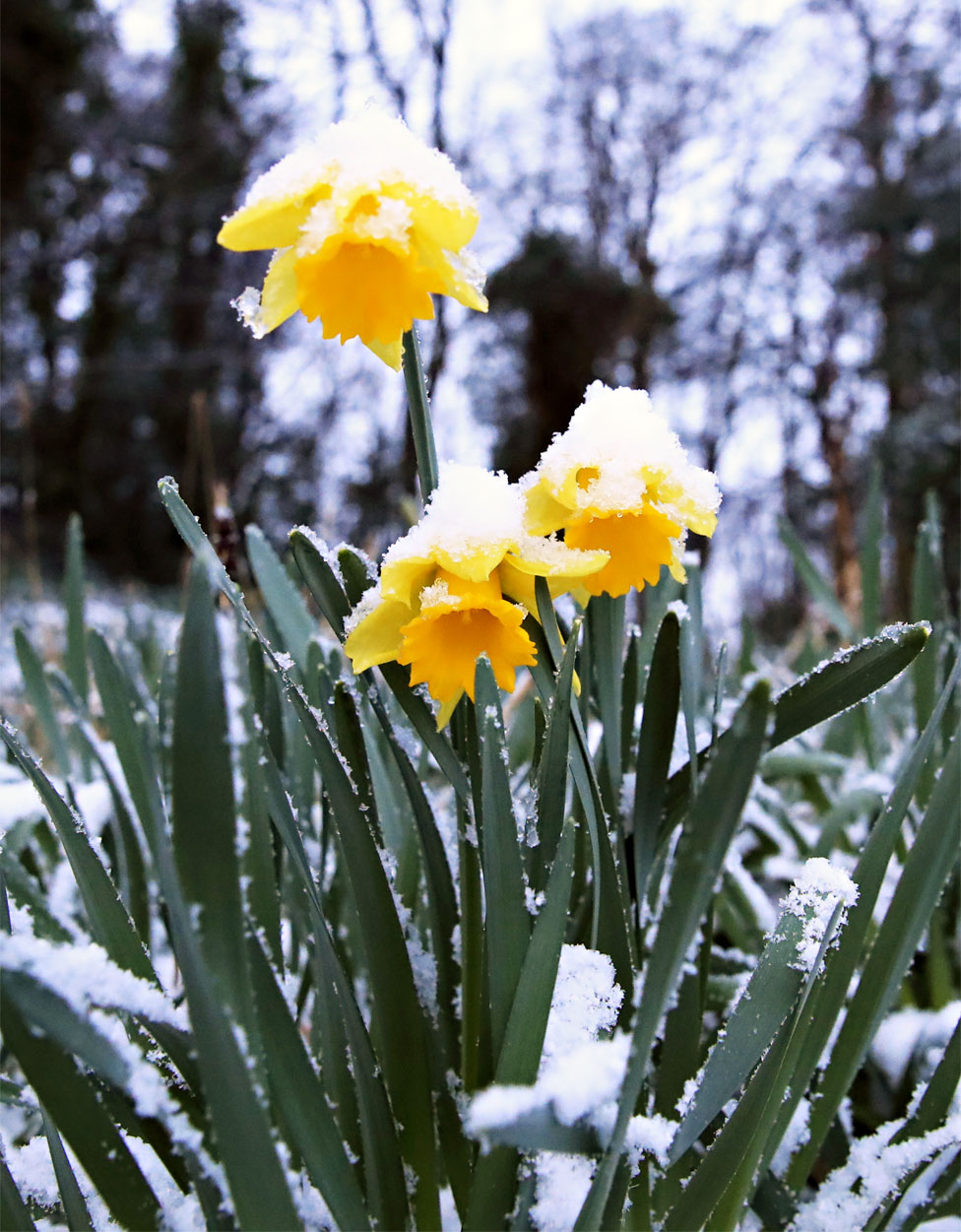 Snow covered daffodils in Liverpool.