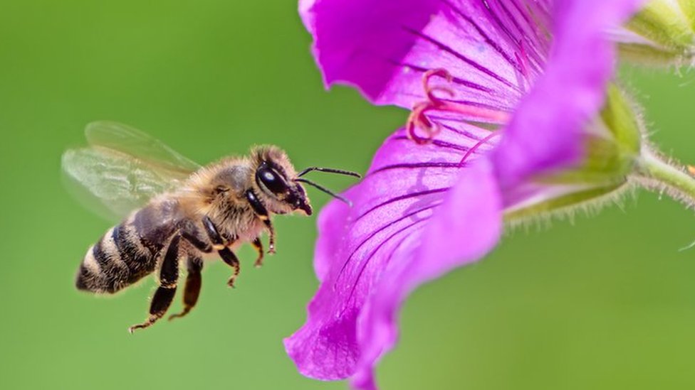A honey bee flies towards a purple geranium flower blossom