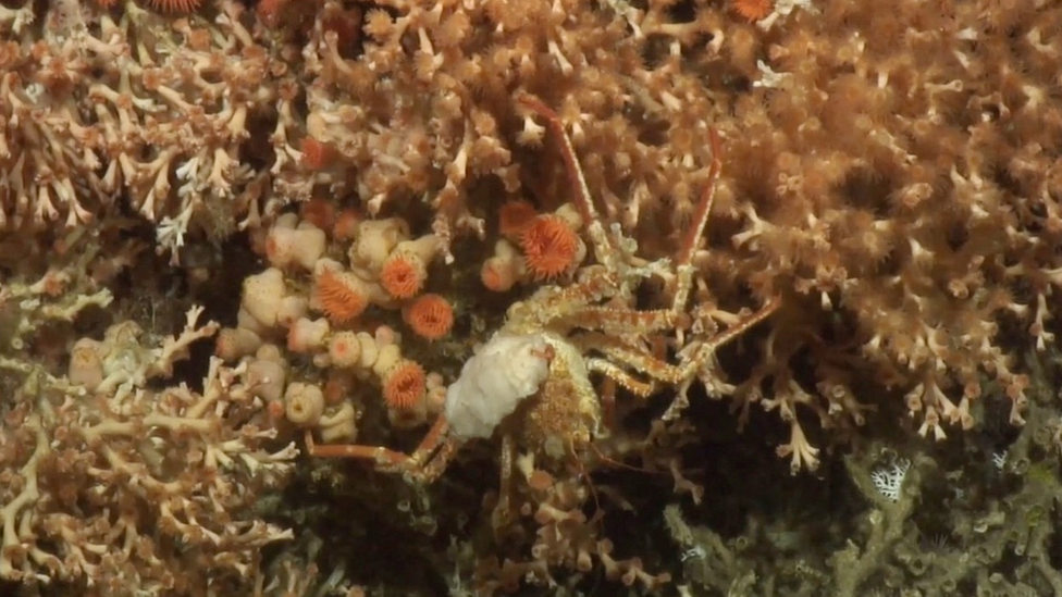 Corali de mare adâncime pe un munte submarin