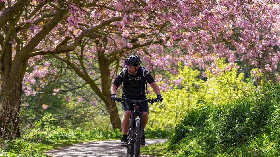 Мужчина катается на велосипеде под цветками деревьев