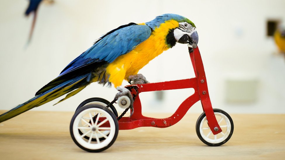 bird riding bike