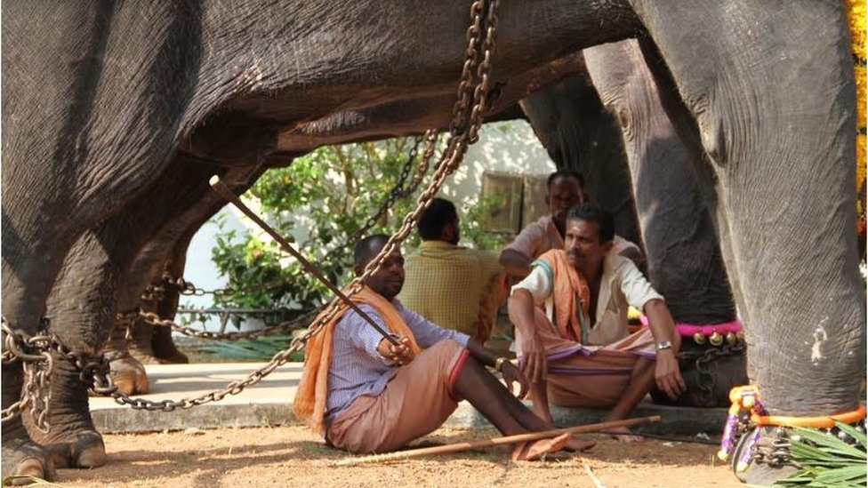 Handlers sitting in the shade of elephants