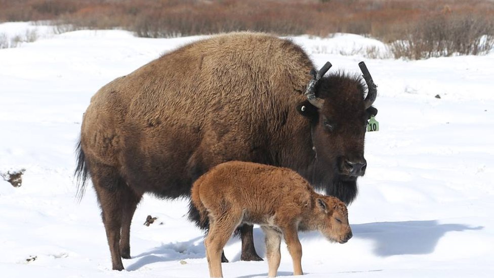 Первый детеныш зубра родился за 140 лет в национальном парке Банф