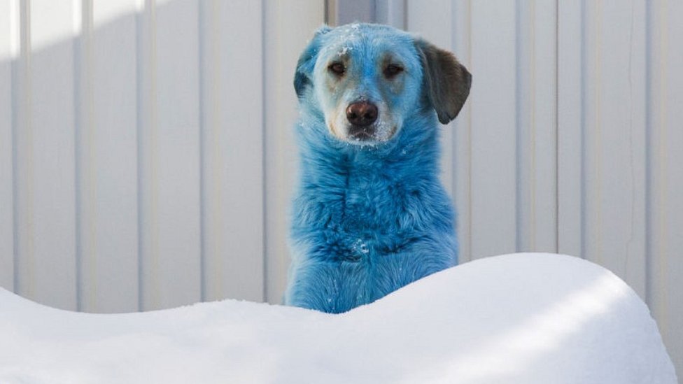 Russia's stray dogs with bright-coloured fur - pictures - BBC News