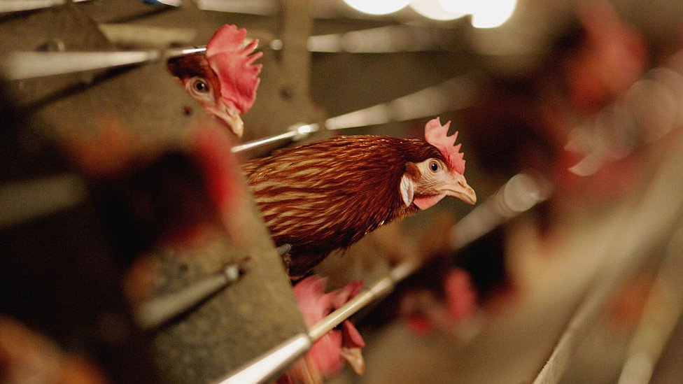 Bird flu: China sees first human case of rare H10N3 strain